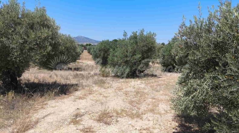 Murcia - Йекла - 23000m2