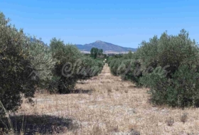 Yecla 23000&nbsp;m²