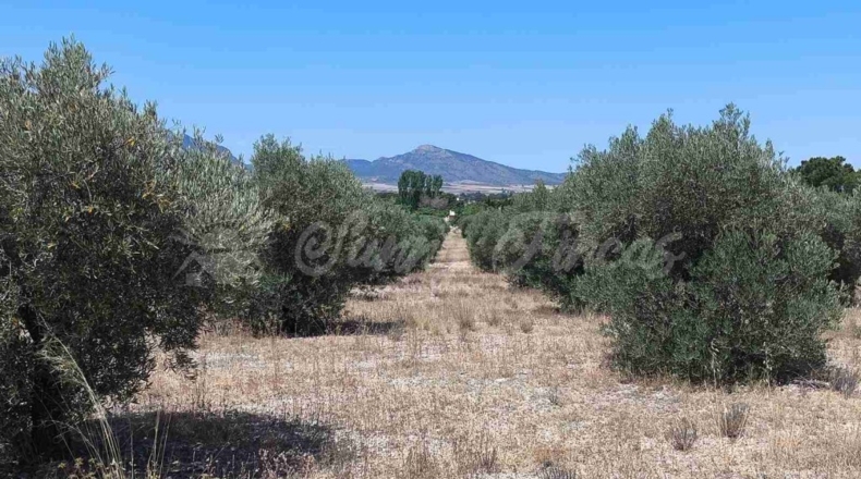 Murcia - Йекла - 23000m2
