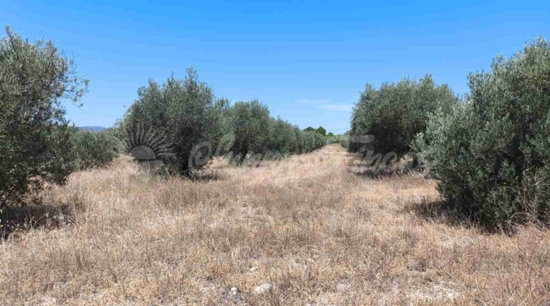 Murcia - Йекла - 23000m2