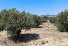 Yecla 23000&nbsp;m²