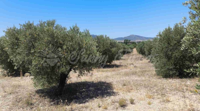 Murcia - Йекла - 23000m2