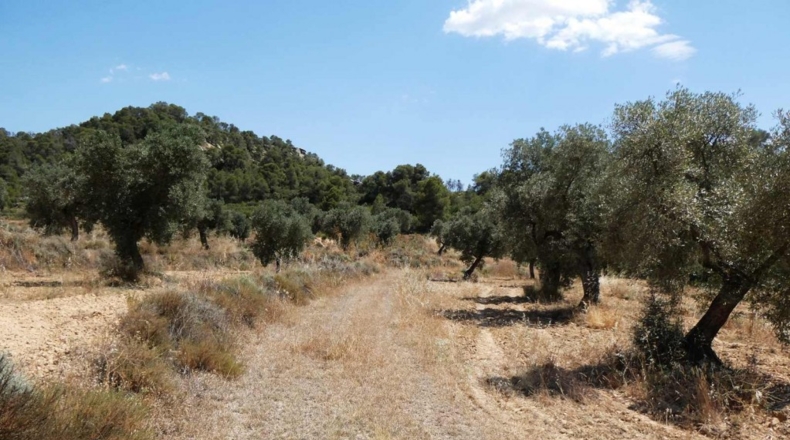 Zaragoza - Maella - 49500m2
