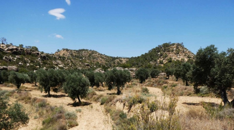 Zaragoza - Maella - 49500m2