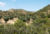 Terreno no urbanizable en venta en Maella ref: TR415323 foto