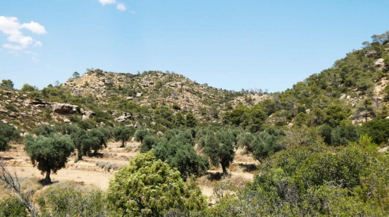 Zaragoza - Maella - 49500m2