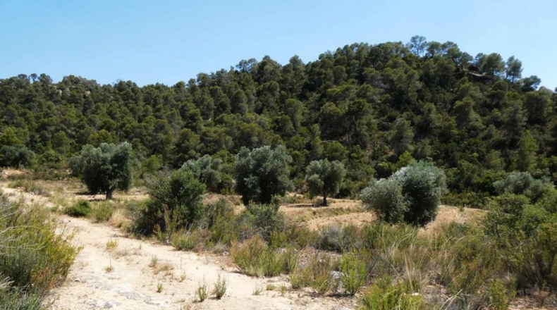 Zaragoza - Maella - 49500m2