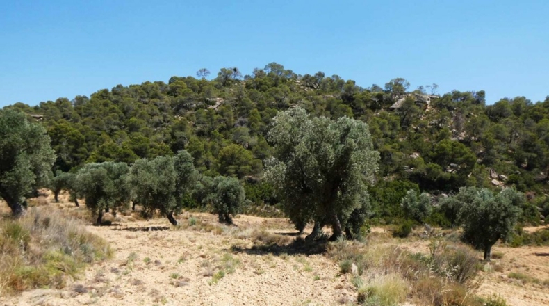 Zaragoza - Maella - 49500m2