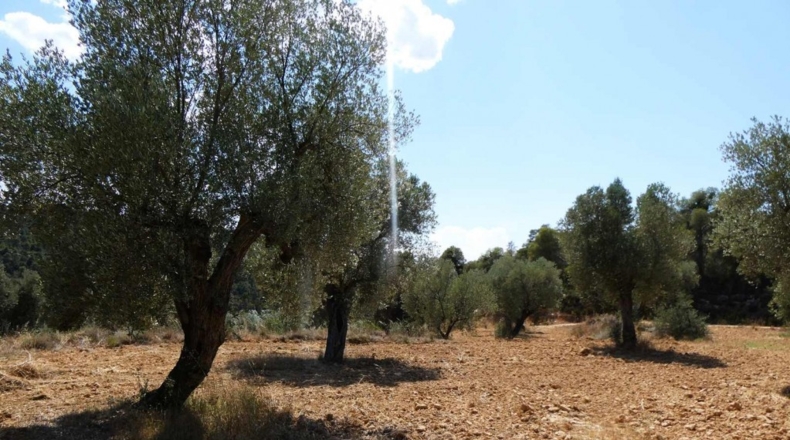 Zaragoza - Maella - 49500m2