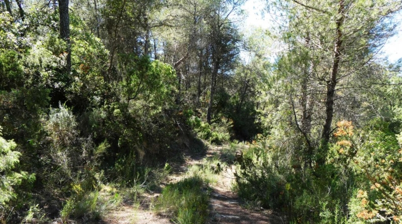Teruel - Arens de Lledó - 113000m2