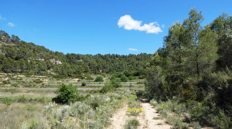 Teruel - Arens de Lledó - 113000m2