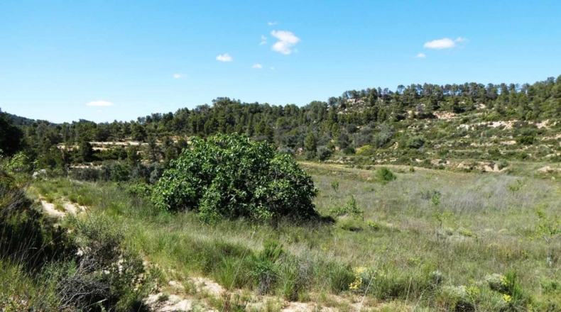 Teruel - Arens de Lledó - 113000m2