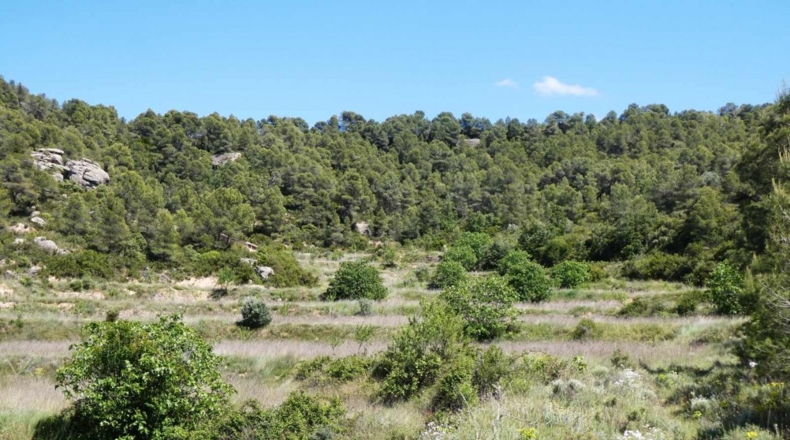 Teruel - Arens de Lledó - 113000m2
