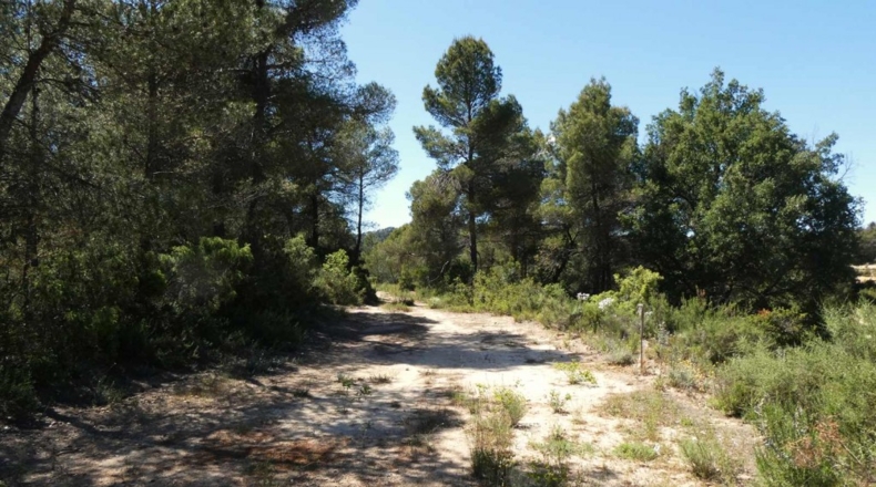 Teruel - Arens de Lledó - 113000m2