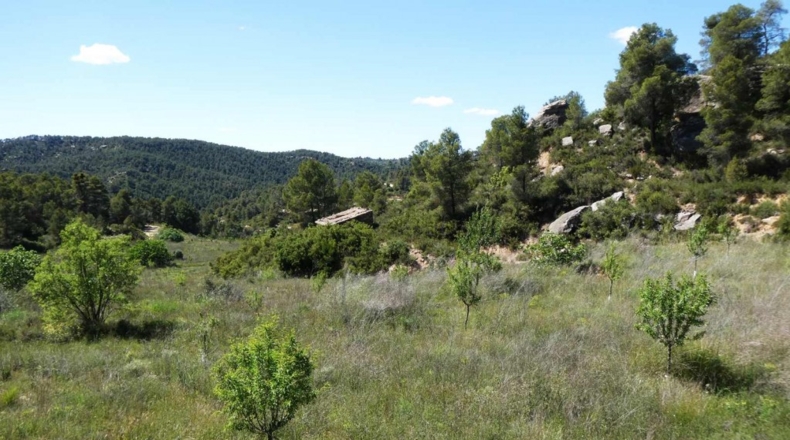 Teruel - Arens de Lledó - 113000m2