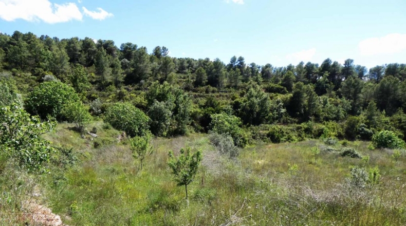 Teruel - Arens de Lledó - 113000m2