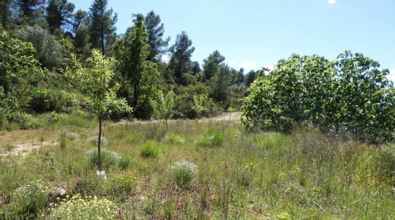 Teruel - Arens de Lledó - 113000m2