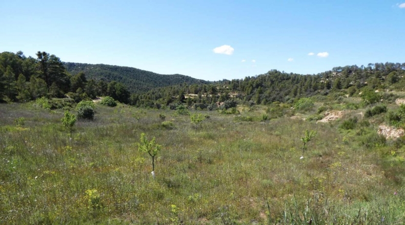 Teruel - Arens de Lledó - 113000m2