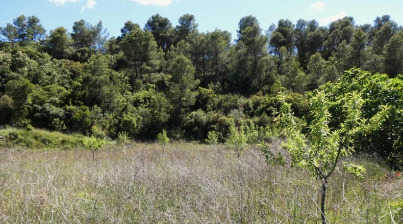 Teruel - Arens de Lledó - 113000m2