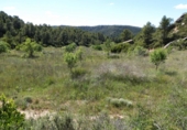 Terreno no urbanizable en venta en Arens de Lledó ref: TR415324 foto