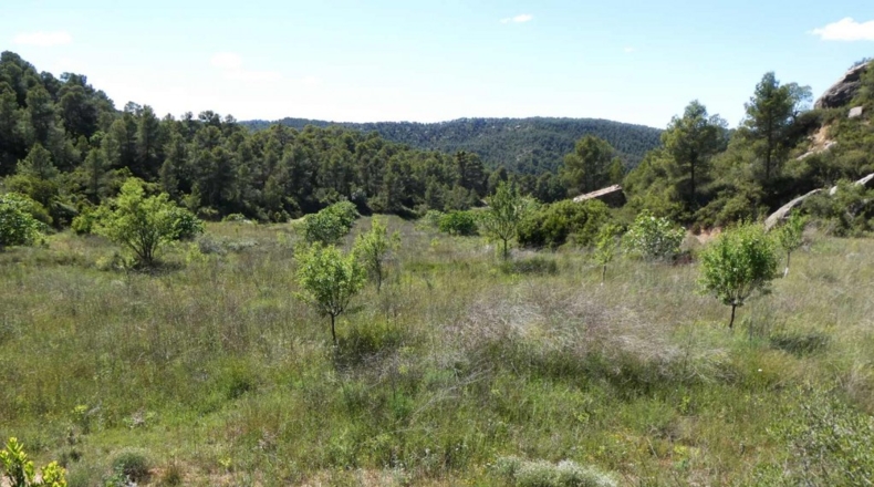 Teruel - Arens de Lledó - 113000m2