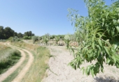 Finca rústica en venta en Benilloba ref: TR256666 foto
