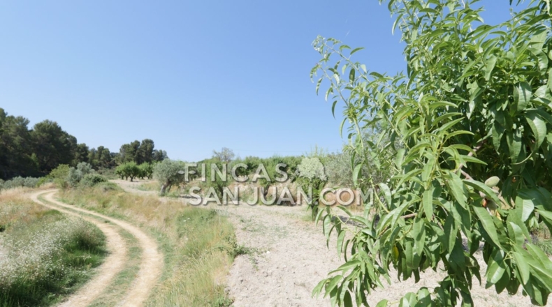Alicante - Benilloba - 16500m2