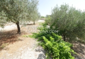 Finca rústica en venta en Benilloba ref: TR256666 foto
