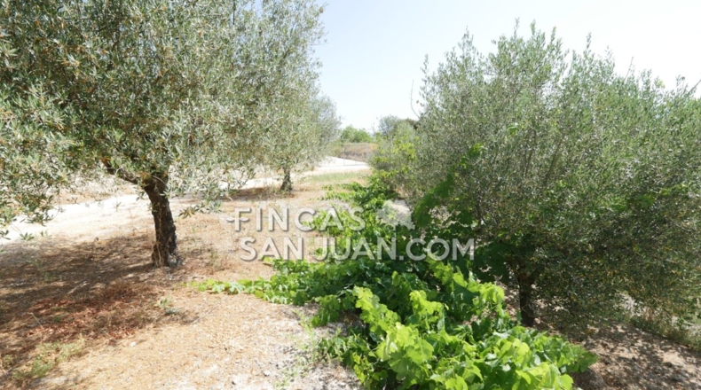Alicante - Benilloba - 16500m2