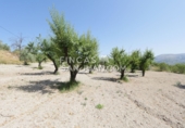 Finca rústica en venta en Benilloba ref: TR256666 foto
