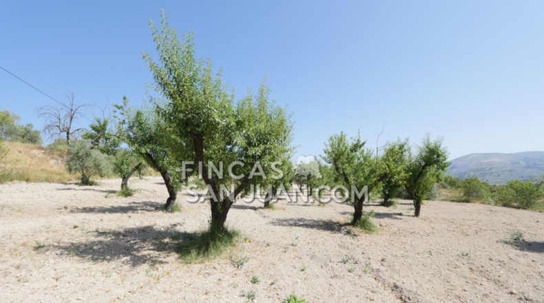 Alicante - Benilloba - 16500m2