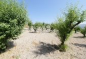 Finca rústica en venta en Benilloba ref: TR256666 foto