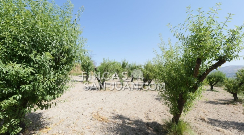 Alicante - Benilloba - 16500m2