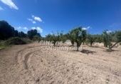 Finca rústica en venta en Benilloba ref: TR256666 foto