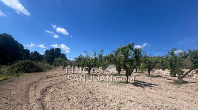Alicante - Benilloba - 16500m2