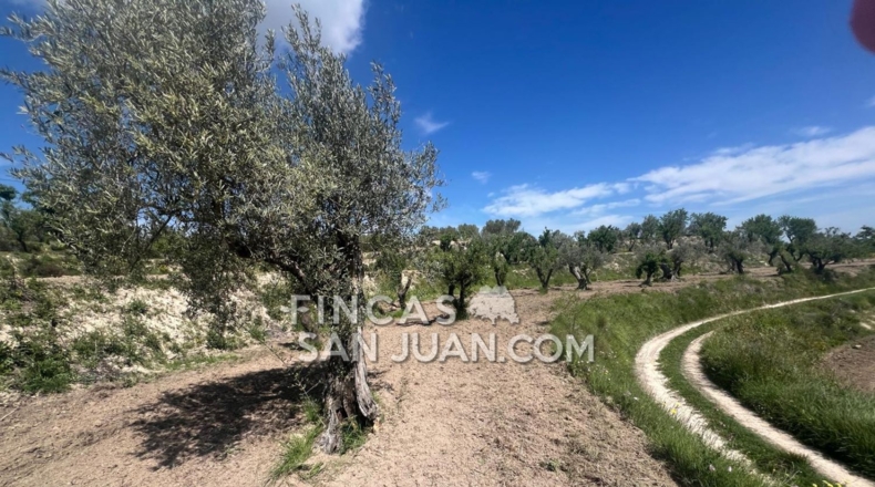 Alicante - Benilloba - 16500m2