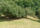 Finca rústica en venta en Posada de Llanes ref: TR415331 foto