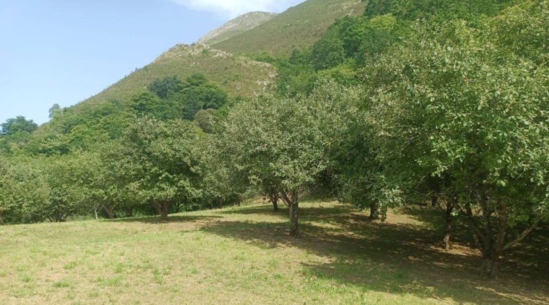 Astúries - Posada de Llanes - 5543m2