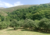 Finca rústica en venta en Posada de Llanes ref: TR415331 foto