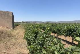 Banyeres del Penedès 55000&nbsp;m²