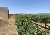 Terreno no urbanizable en venta en Banyeres del Penedès ref: TR415350 foto