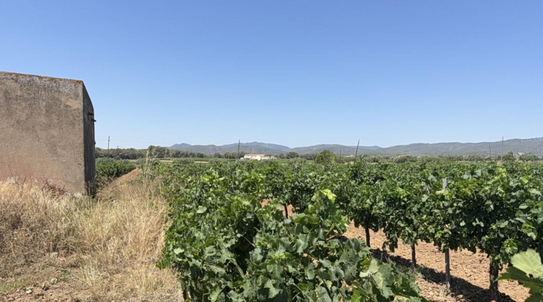 Tarragona - Banyeres del Penedès - 55000m2