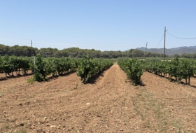 Banyeres del Penedès 55000&nbsp;m²