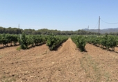 Terreno no urbanizable en venta en Banyeres del Penedès ref: TR415350 foto