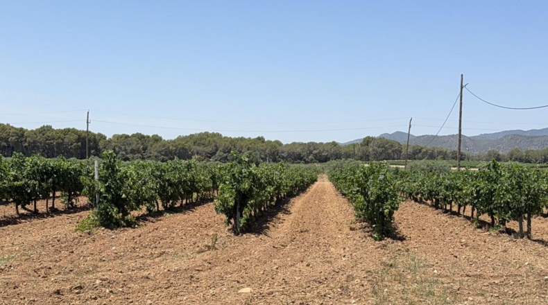 Tarragona - Banyeres del Penedès - 55000m2