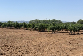 Banyeres del Penedès 55000&nbsp;m²