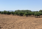 Terreno no urbanizable en venta en Banyeres del Penedès ref: TR415350 foto