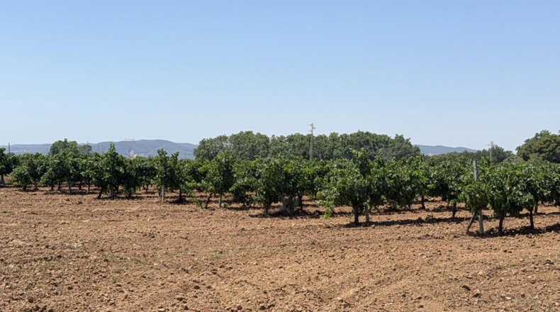 Tarragona - Banyeres del Penedès - 55000m2