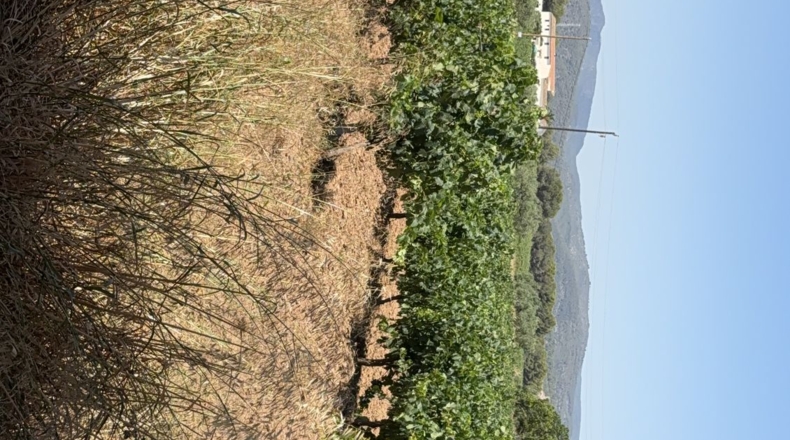 Tarragona - Banyeres del Penedès - 55000m2