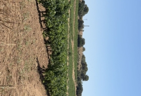Banyeres del Penedès 55000&nbsp;m²